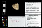 Foto (Objekt + Etikett) von Galatheoidea indet.  (NHMW-GEO-2014-0194-0791)
